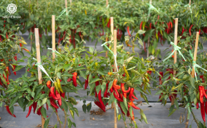 Muốn nảy mầm đồng loạt và cây con cứng cáp thì phải kỷ luật ở từng bước: chọn giống, giá thể, nhiệt  ẩm và lịch chăm