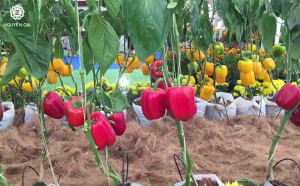 Cách trồng ớt chuông hiệu quả bắt đầu từ việc kiểm soát ba yếu tố nền tảng: nhiệt độ, nền đất và dinh dưỡng