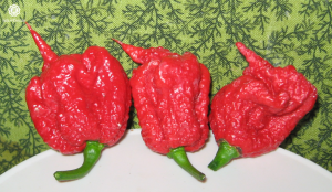 Hiện nay, Carolina Reaper không chỉ là biểu tượng của “sức mạnh cay” mà còn là nguyên liệu chính trong các sản phẩm ớt bột, nước sốt siêu cay, được giới yêu thích thử thách trên toàn thế giới săn lùng