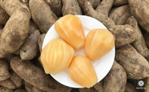 Dù có ngoại hình khá giống khoai lang, nhưng sâm đất lại sở hữu cấu trúc giòn ngọt, mọng nước