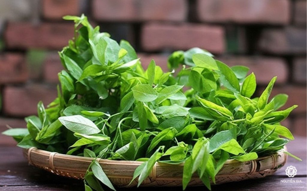 Giá trị thành phần dinh dưỡng của rau ngót cho sức khỏe