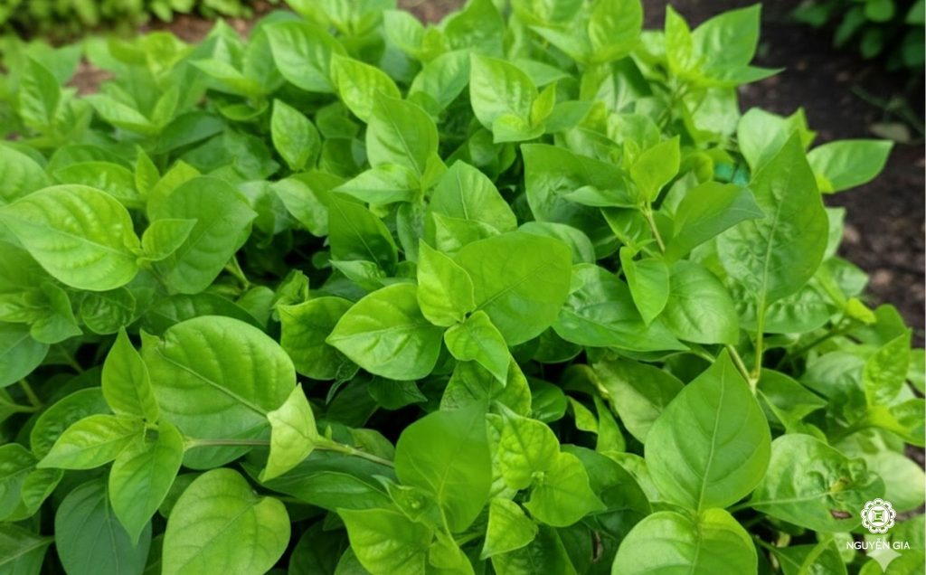 Sự khác biệt về thành phần dinh dưỡng của rau ngót Nhật