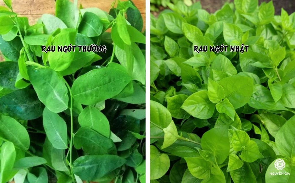 Điểm khác biệt giữa rau ngót Nhật và rau ngót thường