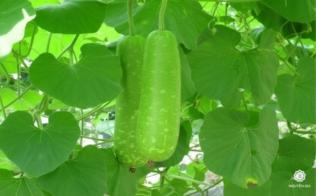 Nhờ sở hữu hàm lượng nước cao và các hợp chất chống oxy hóa, trái bầu mang lại những tác động tích cực lên các hệ cơ quan